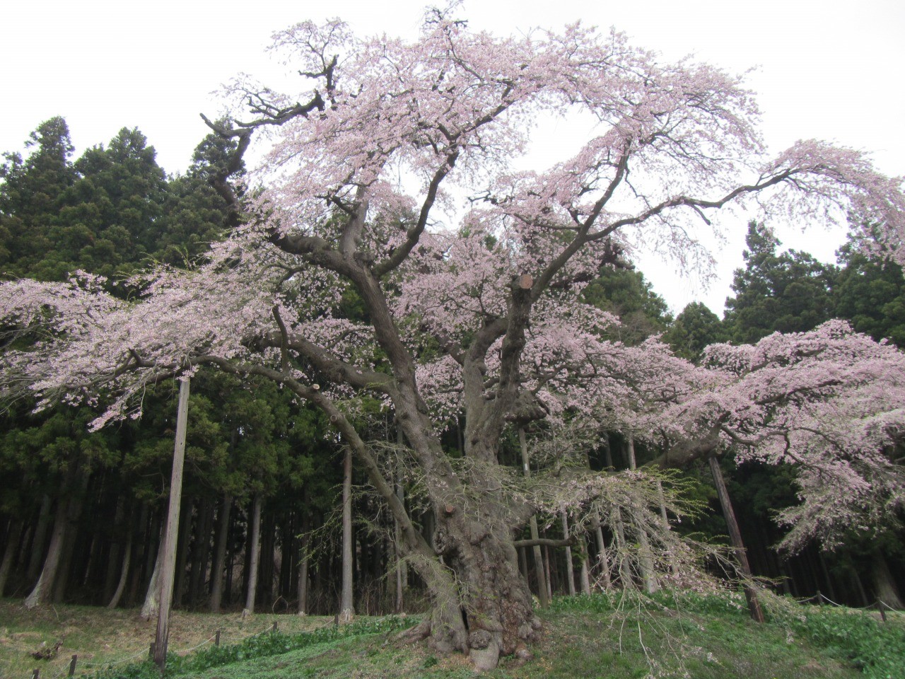 Iwakura cherry blossoms