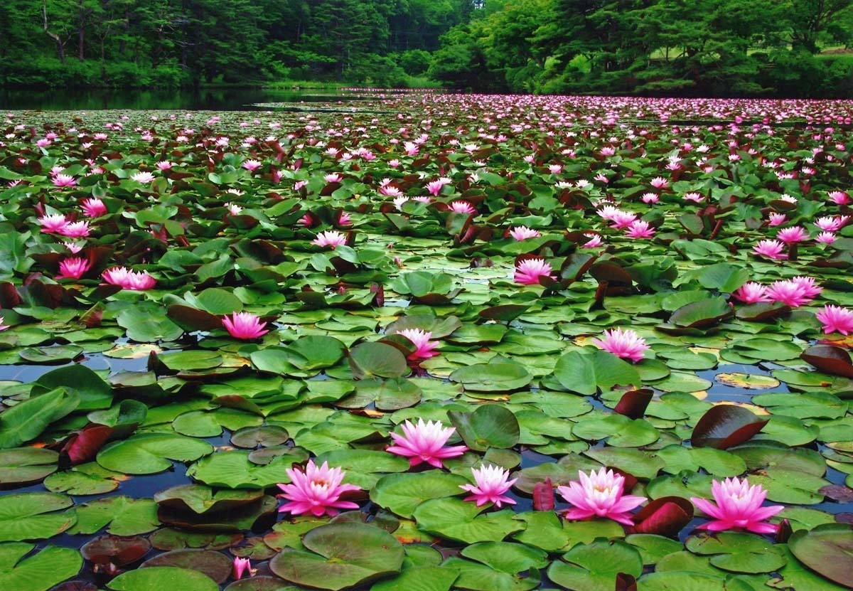 花と歴史の郷 蛇の鼻 旅東北 東北の観光 旅行情報サイト