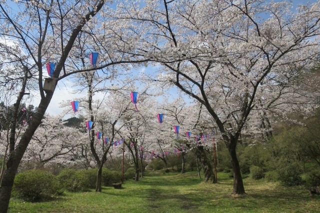 矢祭山桜