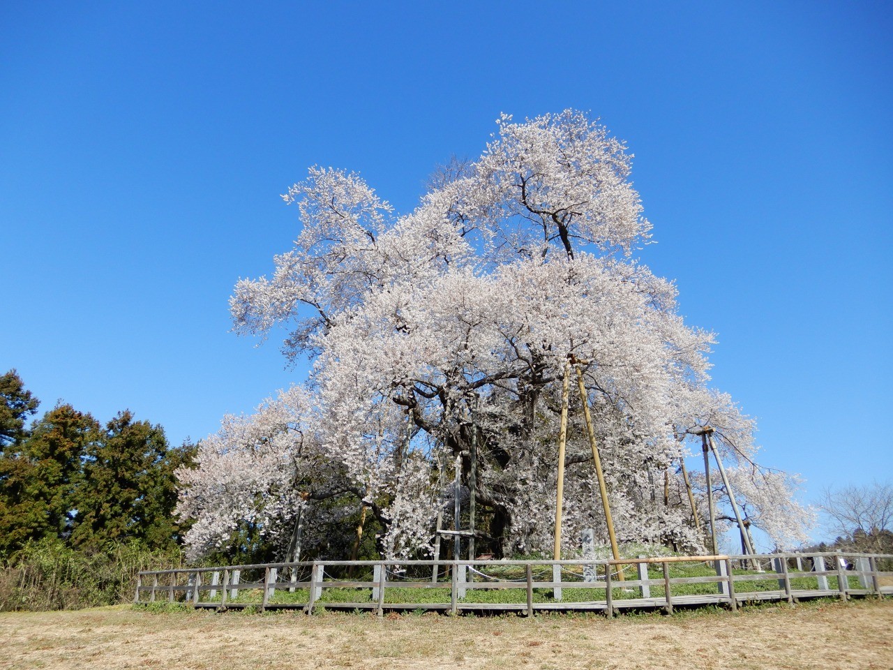 Cherry blossoms in Totsube