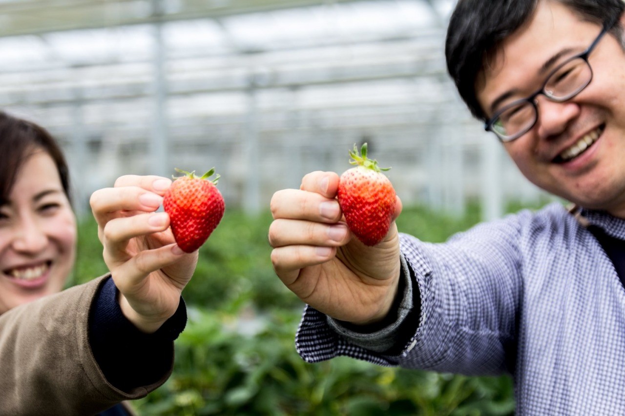 Spring Strawberry Picking