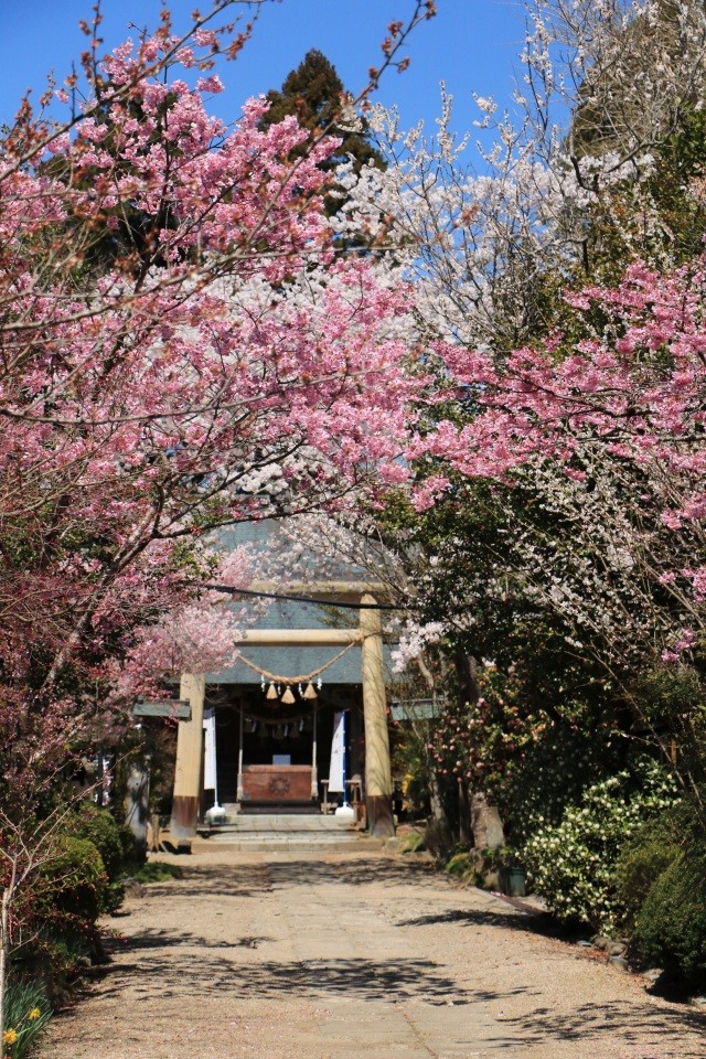 春の涌谷神社