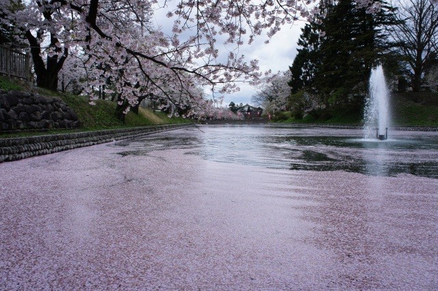 桜の花びらが浮かぶお堀