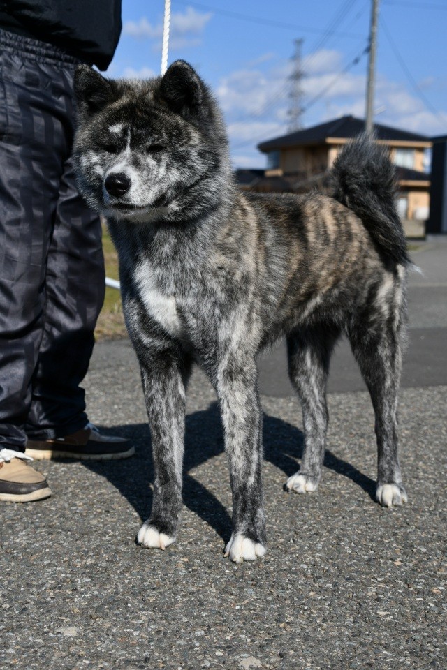 秋田犬①