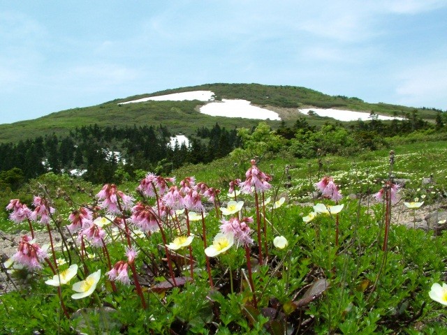 森吉山の花