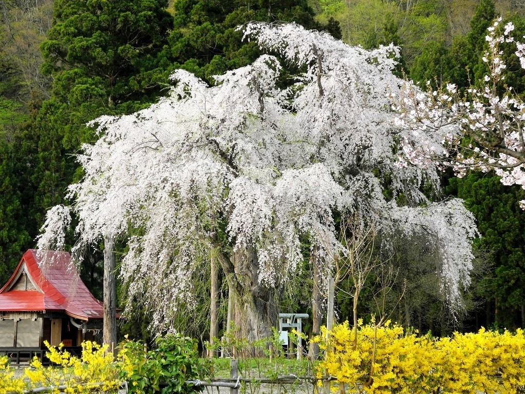 おしら様の枝垂れ桜（秋田県湯沢市）