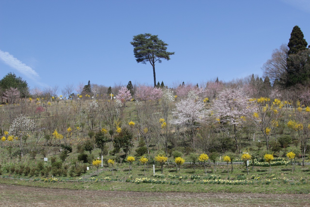 雷神山春の花観賞会