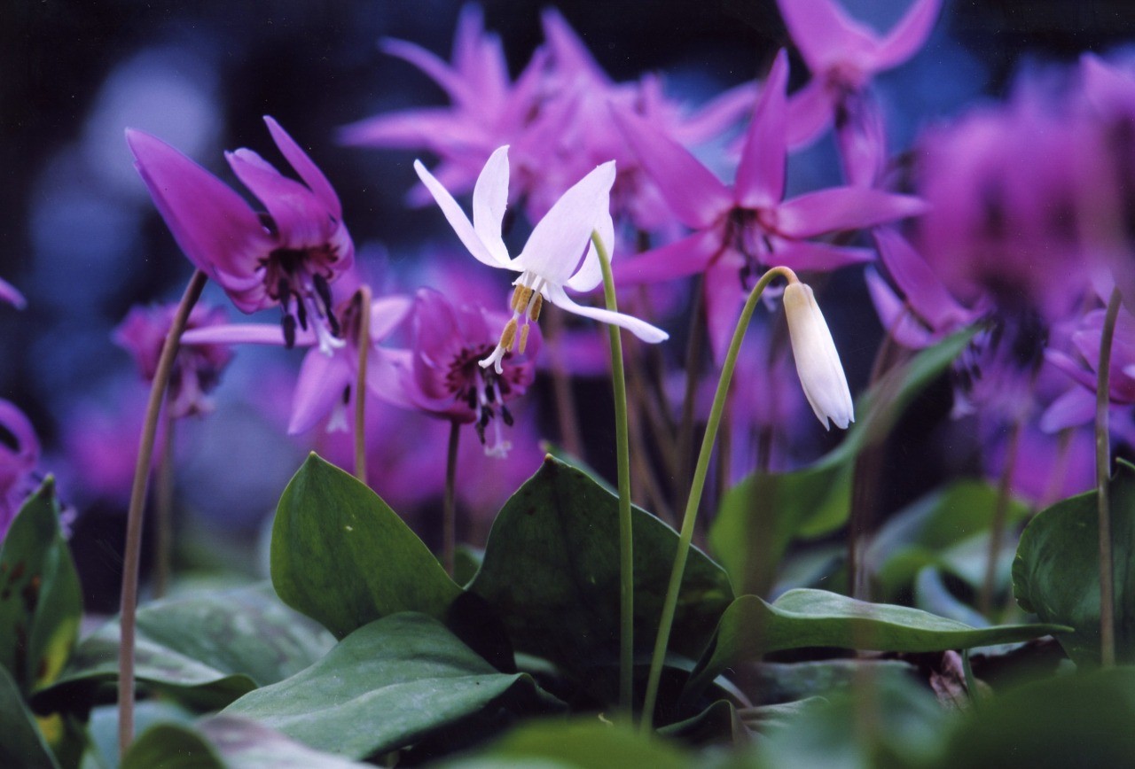 Katakuri Cluster no Sato (Senboku City, Akita Prefecture)