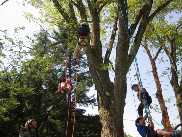 ツリーイング体験