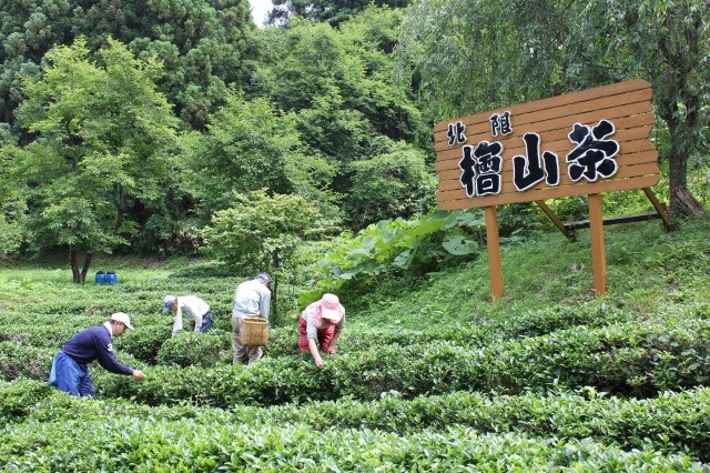 檜山茶①