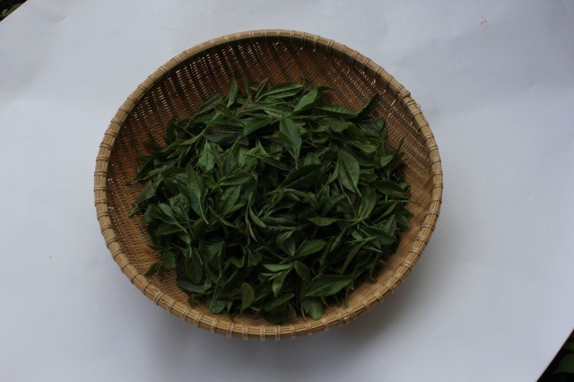 檜山茶②
