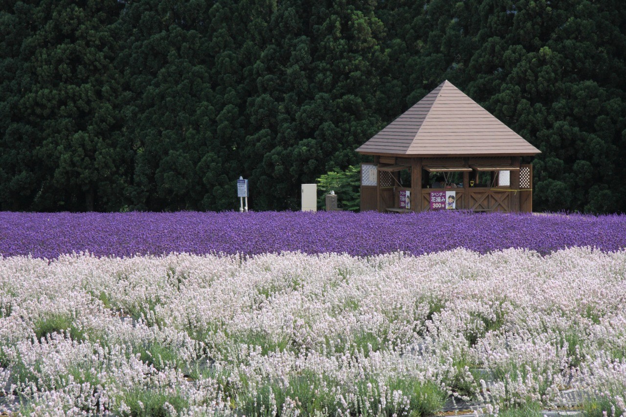 Lavender Garden (Misato Town, Akita Prefecture)