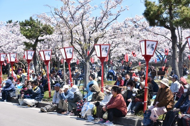 満開の桜