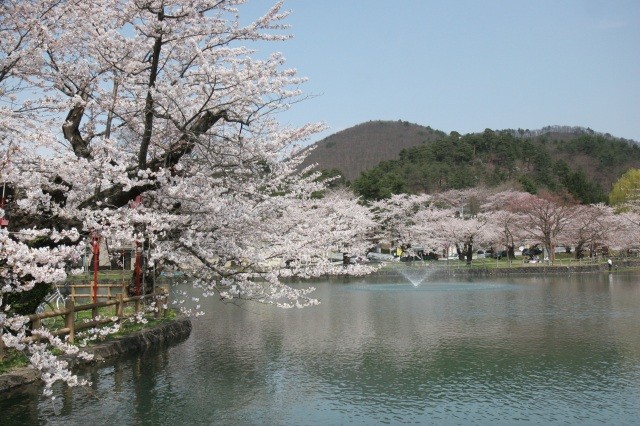 真人公園桜➀