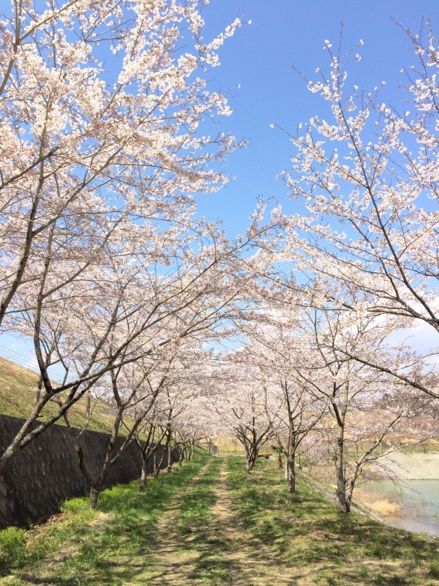 桜①（桜の回廊）