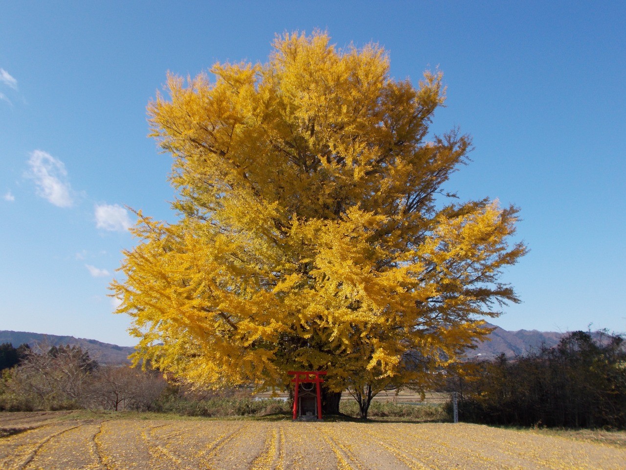 白幡のいちょう 東北dc観光素材集 旅東北 東北の観光 旅行情報サイト