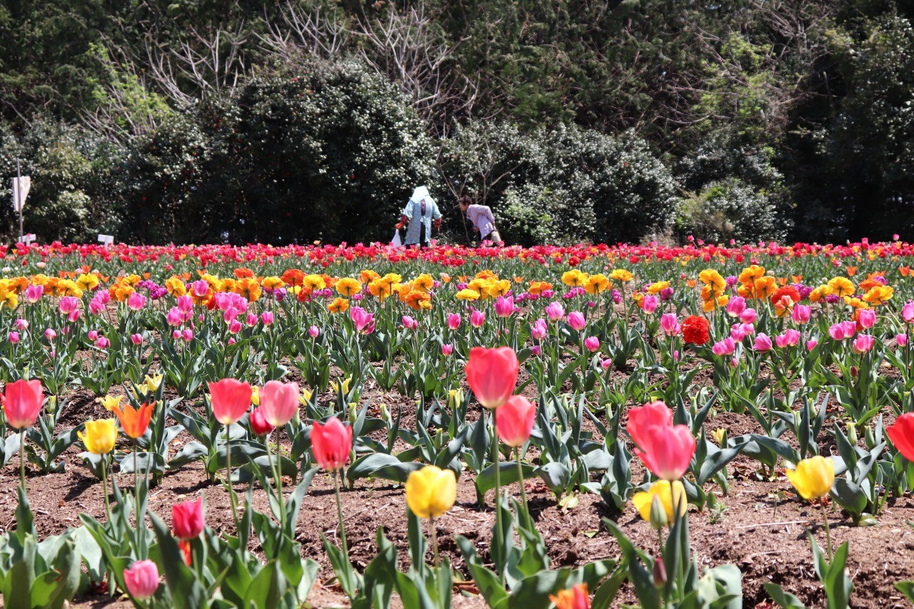 チューリップ時代 Tulip Period Japaneseclass Jp