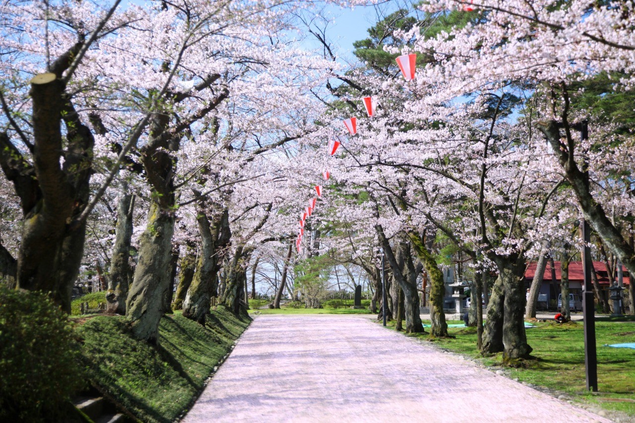 千秋公園桜まつり（秋田県秋田市）