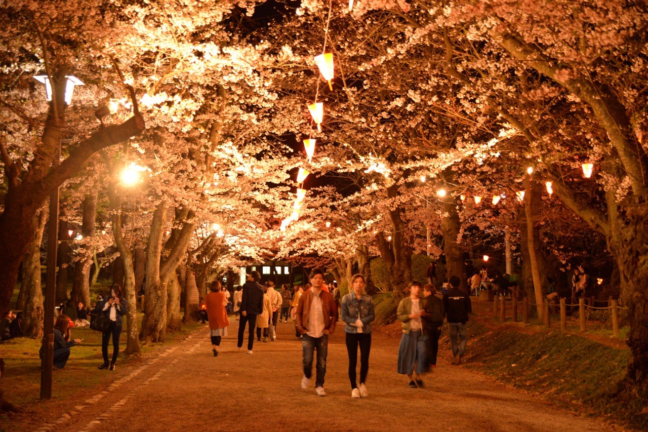 千秋公園桜まつり 秋田県秋田市 旅東北 東北の観光 旅行情報サイト