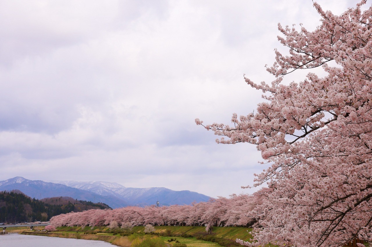 Yoshino cherry tree at Hinoki Uchikawa (Senboku City, Akita Prefecture)
