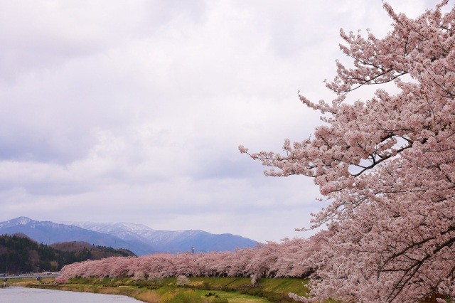 桧木内川堤のソメイヨシノ（秋田県仙北市）