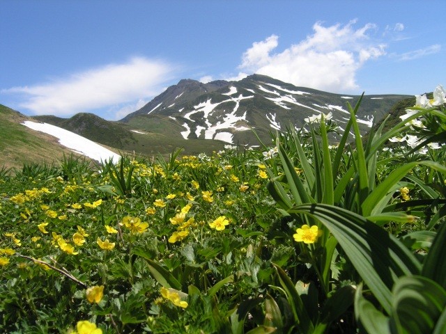 鳥海山（夏）