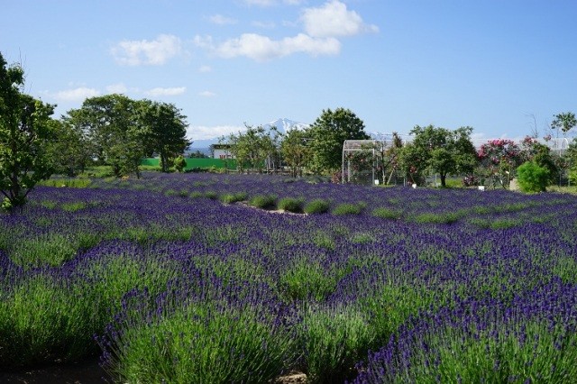 園内ラベンダー畑