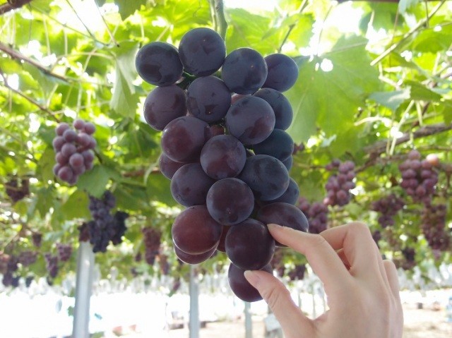 ぶどう狩り