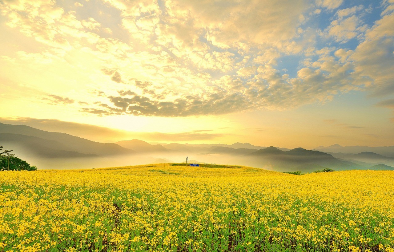 Sannokura Kogen flower field