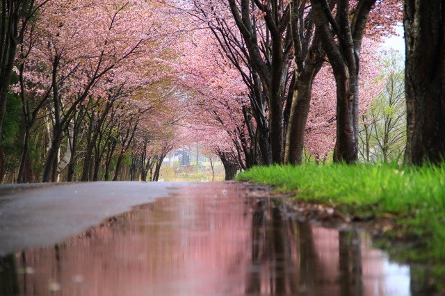 雨の日の枯木平、桜トンネル