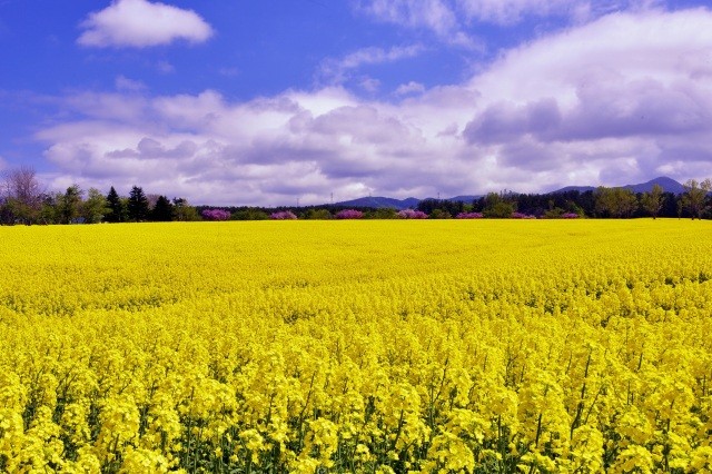 一面に広がる黄色い絨毯「菜の花畑」