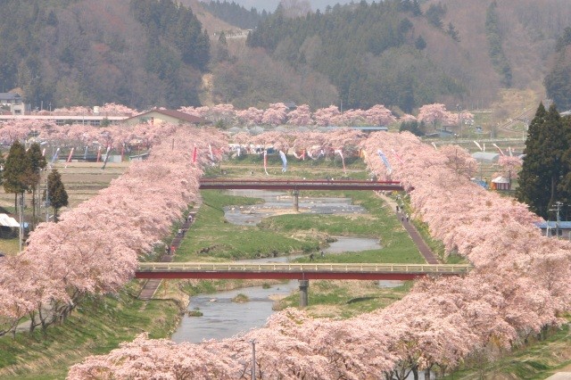 夏井川両岸5キロメートルにわたって咲くソメイヨシノ