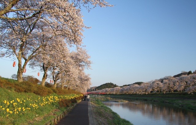 遊歩道から見上げる桜