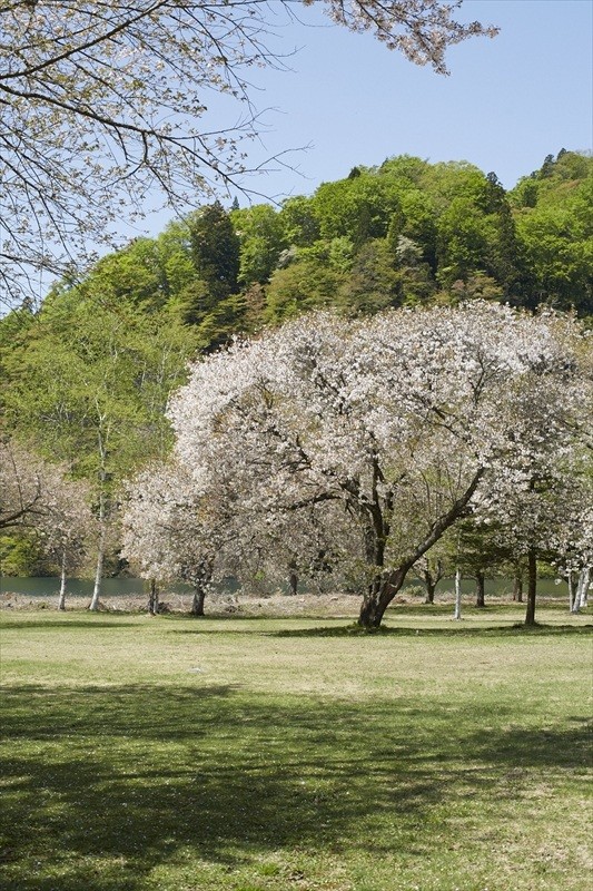 素波里園地桜2