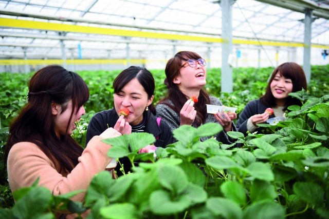 Enjoy the strawberry-picking season