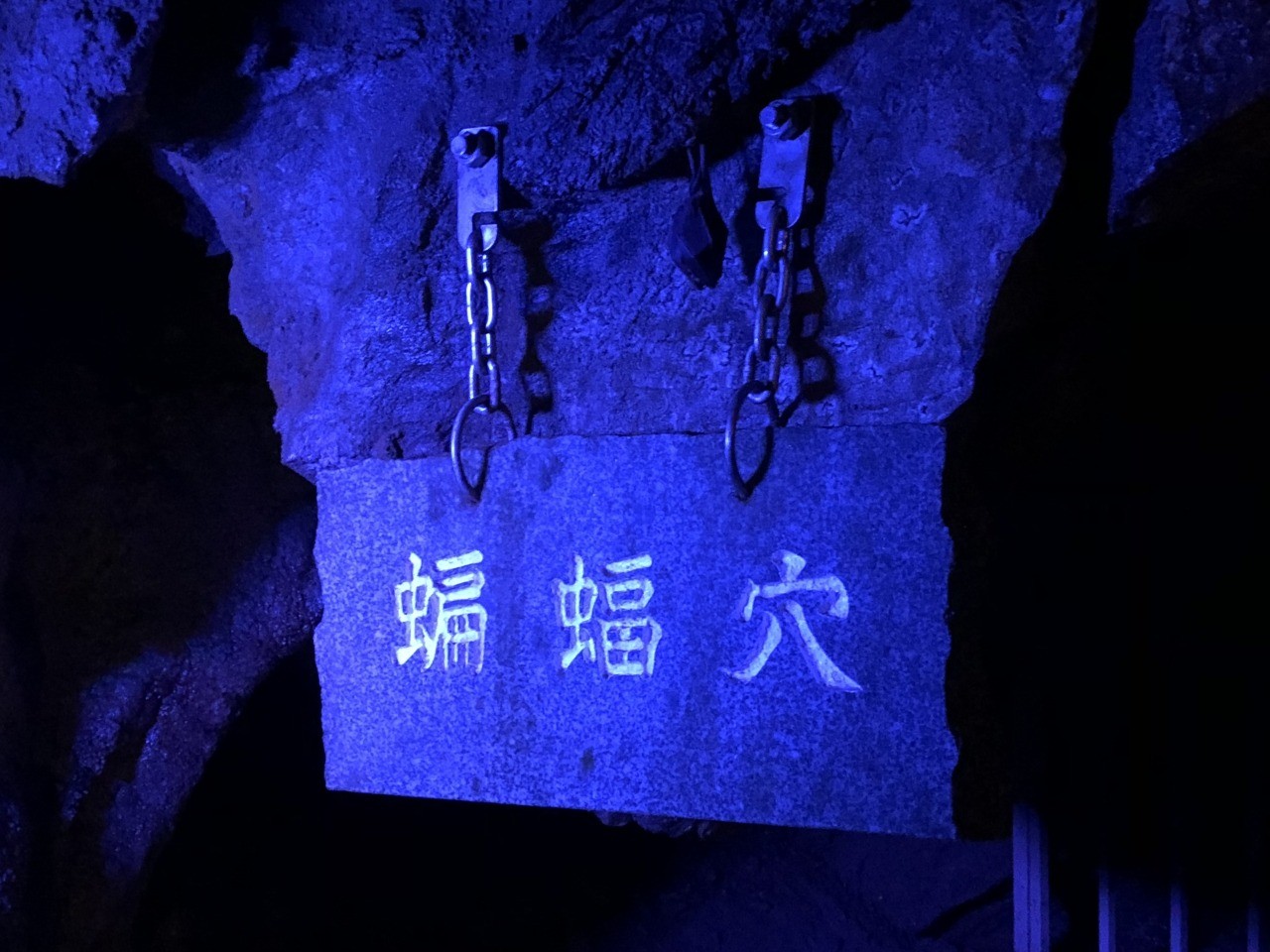 龍泉洞 日本では珍しい種類のコウモリが生息！