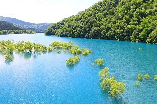 玉川の水没林