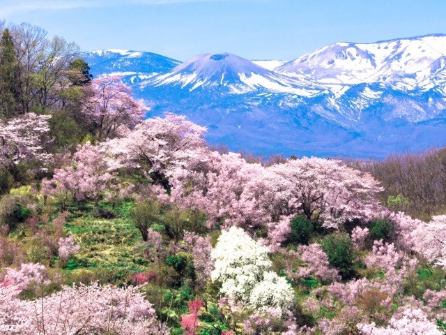 花見山