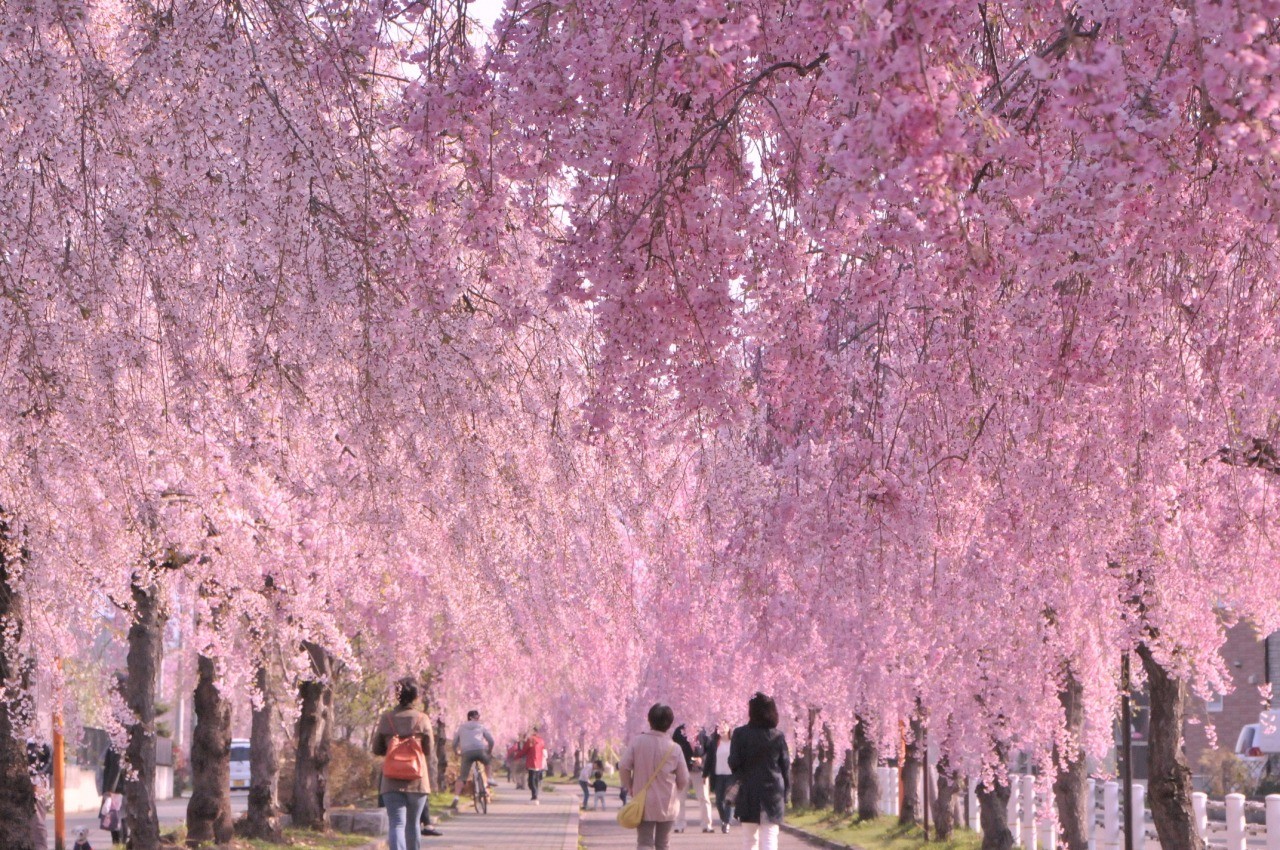 日中線しだれ桜並木 東北の観光スポットを探す 旅東北 東北の観光 旅行情報サイト