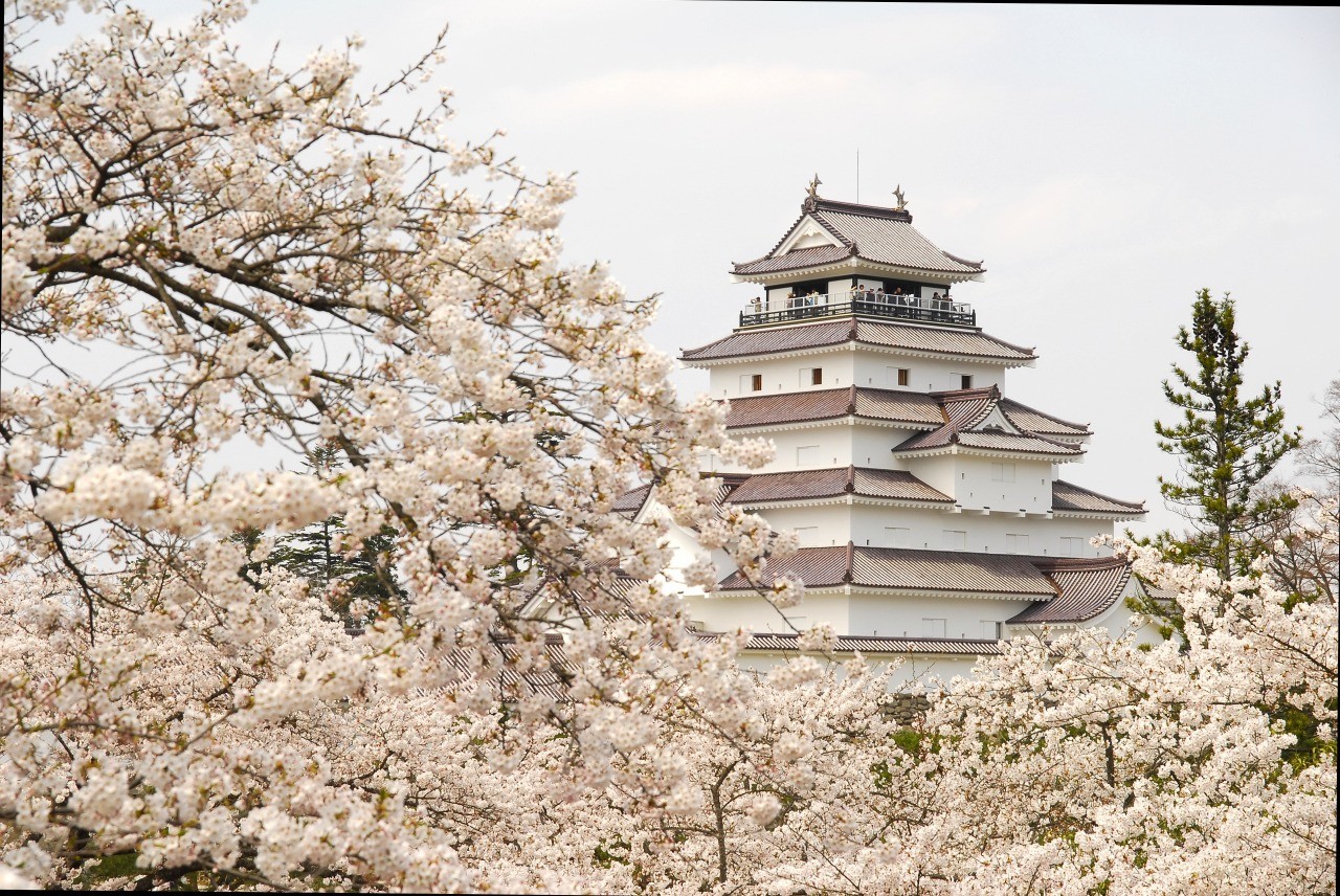 Cherry blossoms in Tsuruga Castle Park