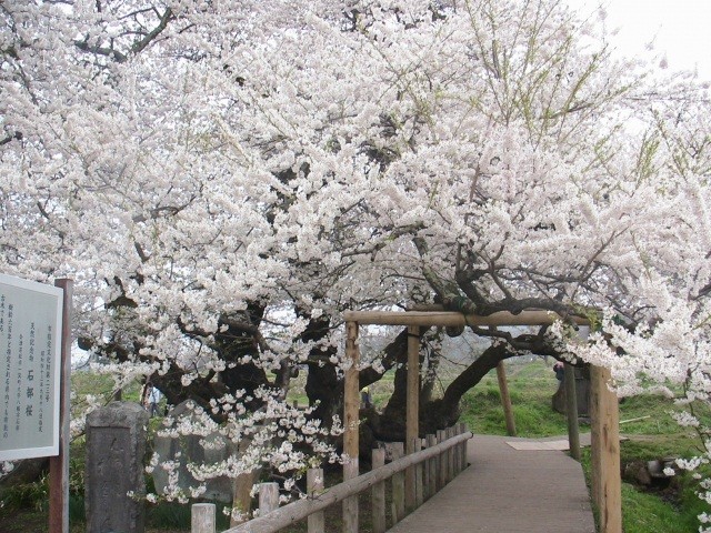 石部桜