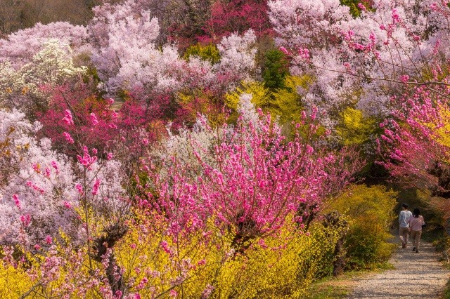 花見山