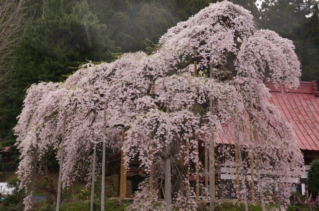 慈徳寺の種まき桜