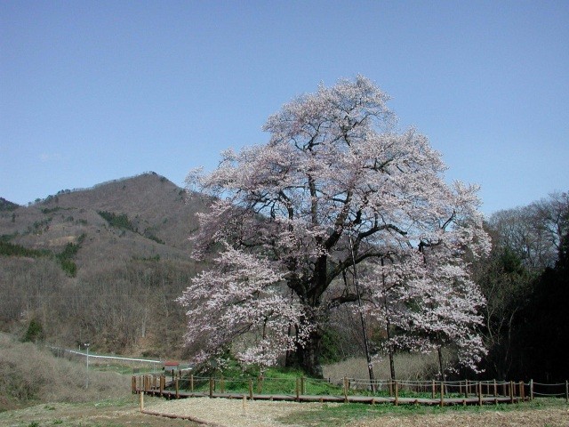 秋山の駒ザクラ　全景