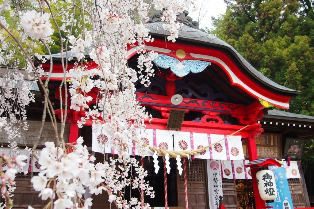 小川諏訪神社のシダレザクラ