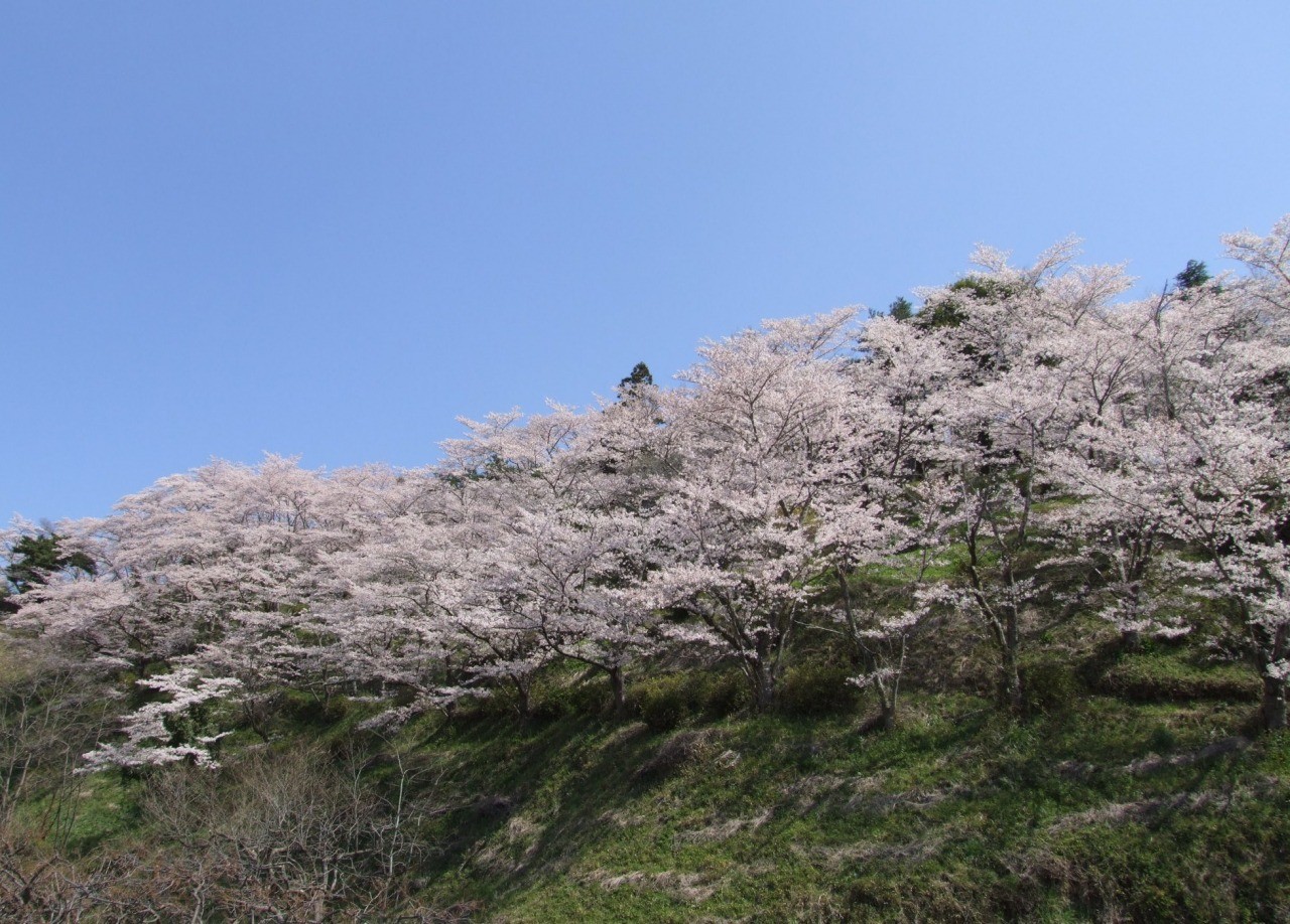Chausuyama Sakura Festival