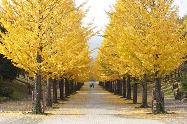 あづま総合運動公園のイチョウ並木