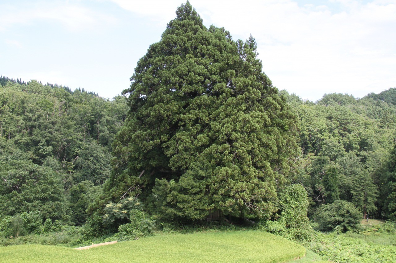 県指定天然記念物　松保の大スギ