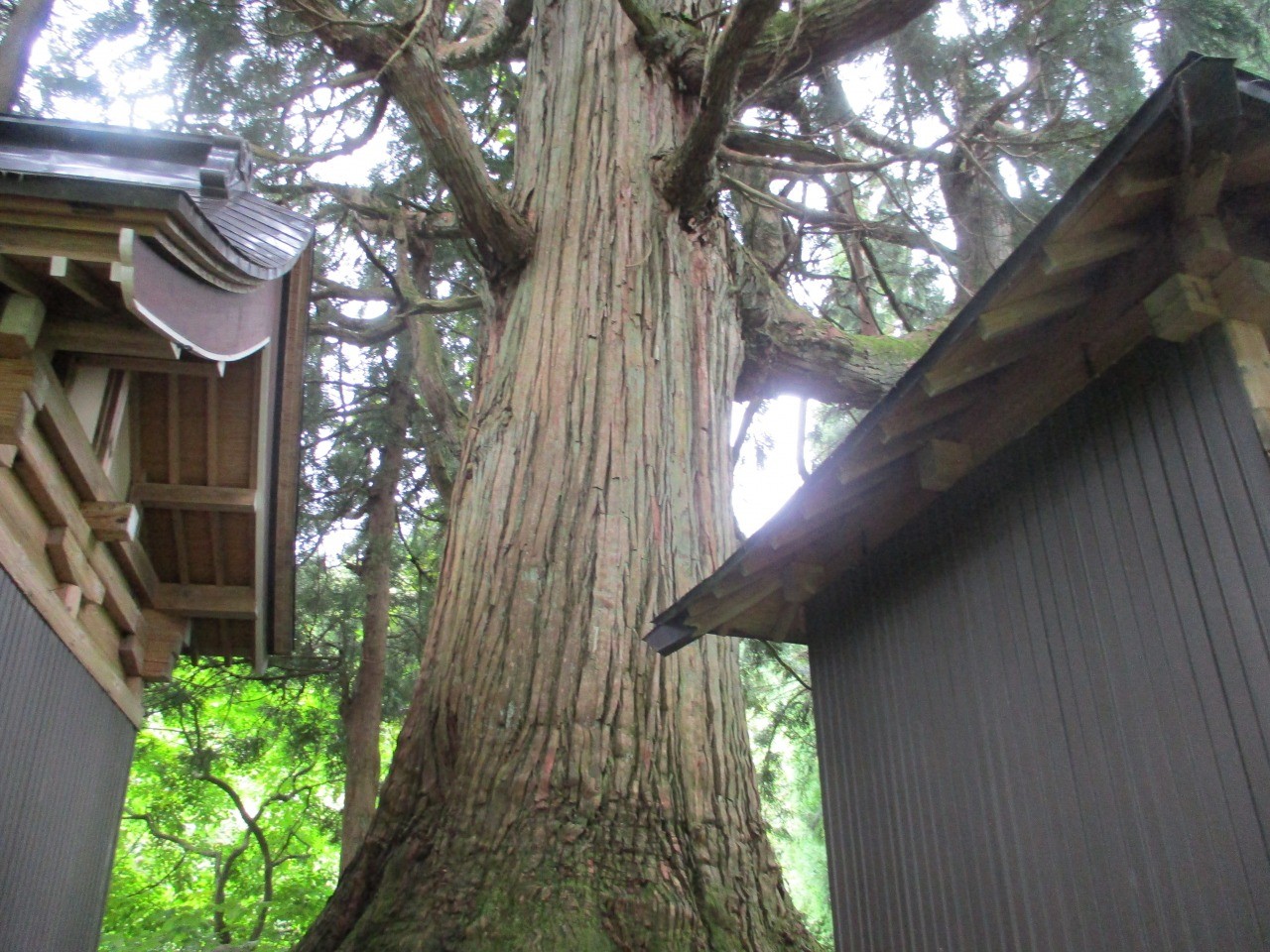 Town designated cultural property Yahikizawa's large cedar