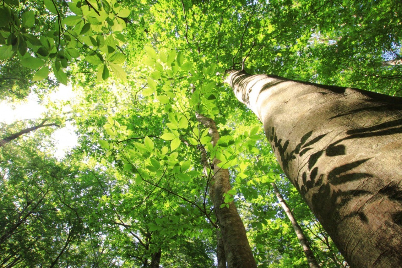 ブナの森リトリートツアーⅠ　～癒しの森温身平で森林セラピー体験～
